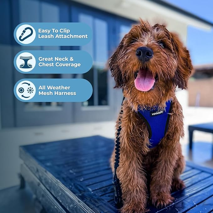 Best Pet Supplies Voyager Step-in Air Harness - All Weather Mesh, Reflective, No Pull Harness for Dogs, Cats - Secure with Hook & Loop Fastener, Buckle, Double D-Rings - Royal Blue/Black Trim, M