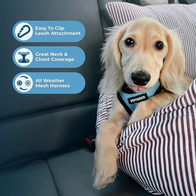 Best Pet Supplies Voyager Step-in Air Harness - All Weather Mesh, Reflective, No Pull Harness for Dogs, Cats - Secure with Hook & Loop Fastener, Buckle, Double D-Rings - Baby Blue/Black Trim, XXXS