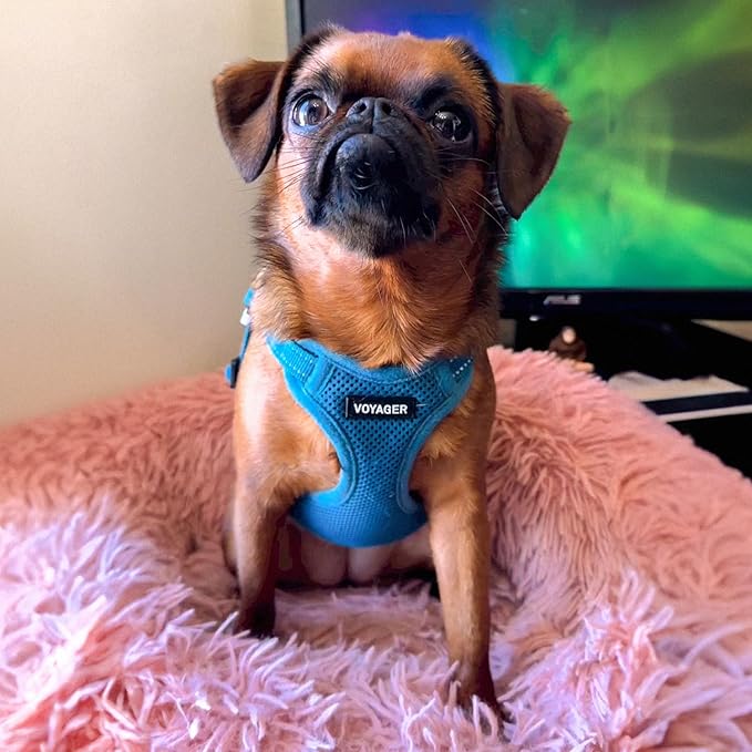 Best Pet Supplies Voyager Mesh Dog Breathable Harness Reflective Stitching, All Weather Adjustable for Walking Training, or Running - Heavy Duty & Durable, Harness Leash Set (Turquoise), XL