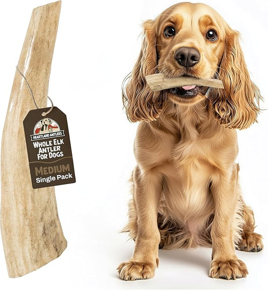 Heartland Elk Antlers for Dogs - Daily Dental Care Chews for Aggressive Chewers to Reduce Plaque & Prevent Destructive Behavior (Whole, Splinter Free, 5-6", Medium, 1-Pack, Grade A, USA Made)