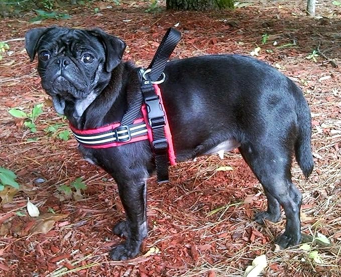 ComfortFlex Sport Dog Harness – No-Choke, Fully Padded, Non-Chafing Harness with Control Handle – Reflective, Lightweight, Adjustable for Active Dogs - XXLarge, Hot Pink