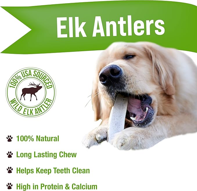 Buck Bone Organics Dog Chews, Elk Antlers for Dogs, Long Lasting Dog Bones for Aggressive Chewers, All Natural, No Preservatives, Wild Shed in The USA (Large 2 Pack)