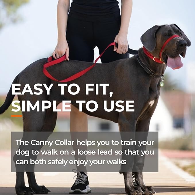 Canny Collar No-Pull Dog Head Collar | Train Your Dog to Stop Pulling & Walk On a Loose Leash | Gentle, Safe, Comfortable Training Aid | Small Dogs | Blue, Size 2