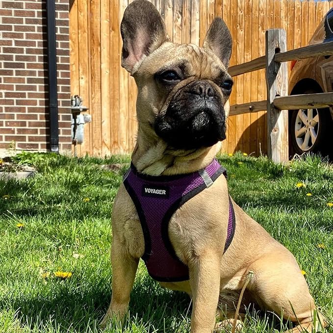Best Pet Supplies Voyager Step-in Air Harness - All Weather Mesh, Reflective, No Pull Harness for Dogs, Cats - Secure with Hook & Loop Fastener, Buckle, Double D-Rings - Purple/Black Trim, XL