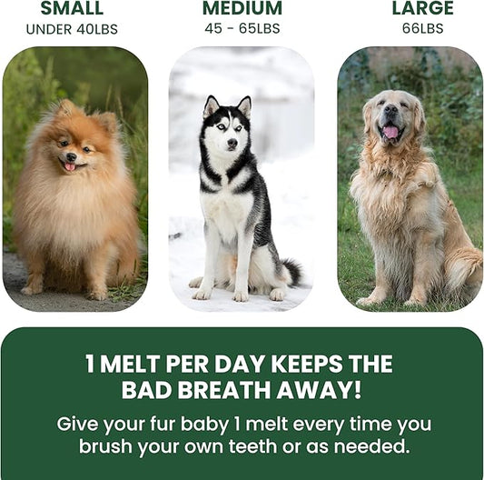 Bad Breath Oral Support for Dogs 5 in 1 – 10 Oral Melts – Natural Sage, Spirulina, Apple Cider Vinegar – Dog Dental Care Products & Breath Freshener – Fast Dissolving Dog Breath Treats