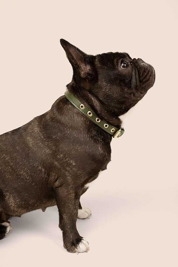Two Tails Pet Company Cactus Vegan Leather Dog Collar, Adjustable Pet Collar with Gold Hardware and D Rings for Leash and ID Tag for Dogs and Puppies, Easy to Clean & Eco Friendly, Green, Size Medium