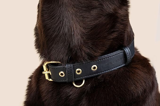 Two Tails Pet Company Cactus Vegan Leather Dog Collar, Adjustable Pet Collar with Gold Hardware and D Rings for Leash and ID Tag for Dogs and Puppies, Easy to Clean & Eco Friendly, Black, Size Large