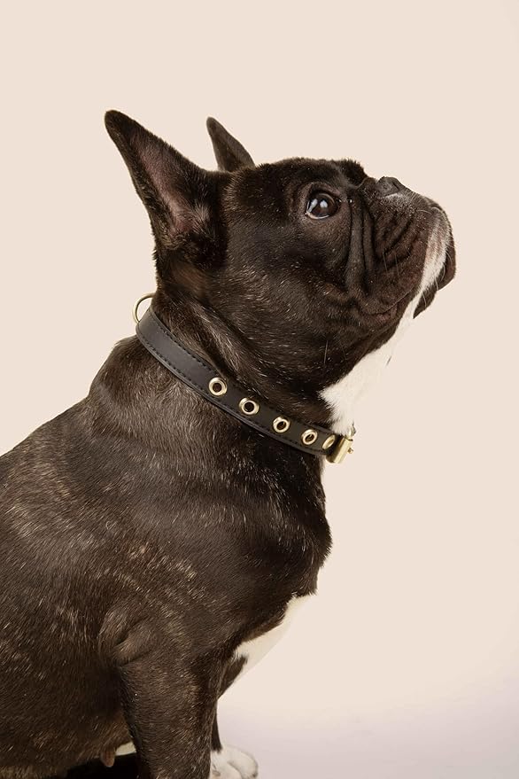 Two Tails Pet Company Cactus Vegan Leather Dog Collar, Adjustable Pet Collar with Gold Hardware and D Rings for Leash and ID Tag for Dogs and Puppies, Easy to Clean & Eco Friendly, Black, Size Large