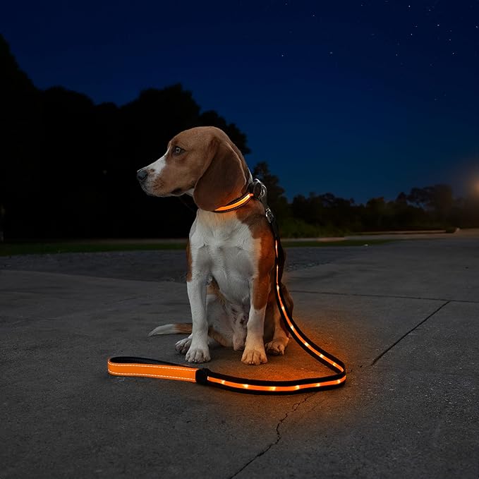Sherry Kline LED Light-Up Pet Collar - USB Rechargeable - Flashing Glow in The Dark Size Small, Color: Orange