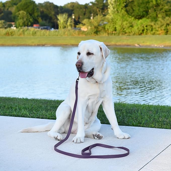 Dogline Biothane Waterproof Dog Leash Strong Coated Nylon Webbing with Black Hardware Odor-Proof Easy to Clean High Performance for Small or Large Dogs Made in USA 2 ft Lead, Violet Purple