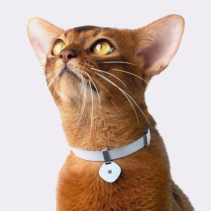 Safety Cat Collar Pro - U.S. IDA Gold Awarding Design, Elastic Quick Release Cat Collar with Buckle Non Breakaway - Lightweight for Kitten All Small Large Cats (Vivid Red, M 7.9-15.7")