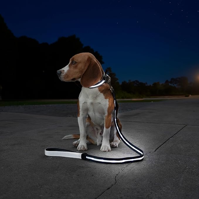 Sherry Kline LED Light-Up Pet Collar - USB Rechargeable - Flashing Glow in The Dark Size Small, Color: White