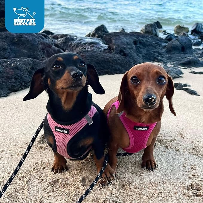 Best Pet Supplies Voyager Step-in Air Harness - All Weather Mesh, Reflective, No Pull Harness for Dogs, Cats - Secure with Hook & Loop Fastener, Buckle, Double D-Rings - Fuchsia, L