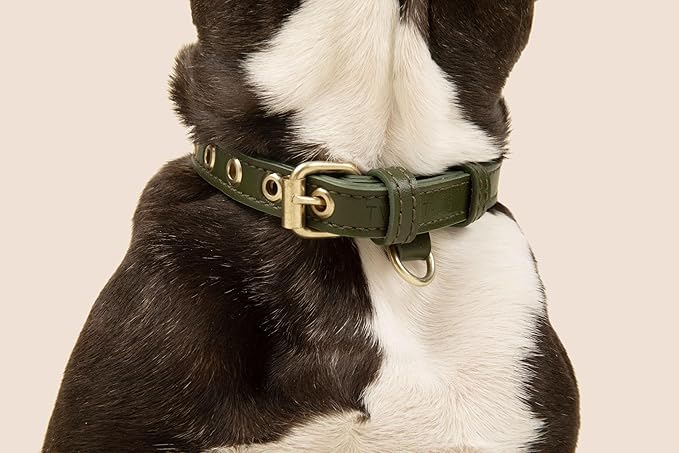 Two Tails Pet Company Cactus Vegan Leather Dog Collar, Adjustable Pet Collar with Gold Hardware and D Rings for Leash and ID Tag for Dogs and Puppies, Easy to Clean & Eco Friendly, Green, Size Medium