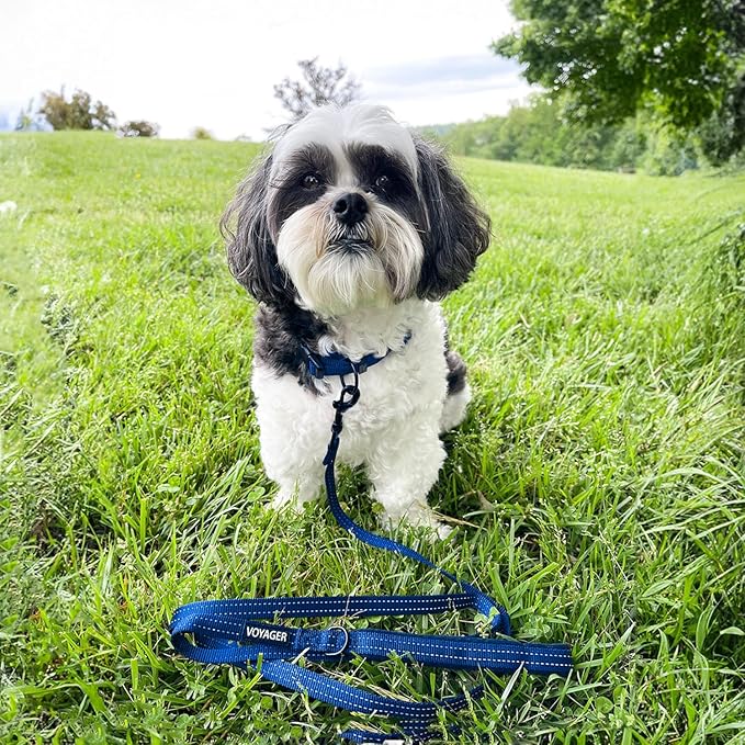 Voyager Reflective Dog Leash with Neoprene Handle, 5ft Long, Supports Small, Medium, and Large Breed Puppies, Cute and Heavy Duty for Walking, Running, and Training - Royal Blue (Leash), M (Pack of 2)