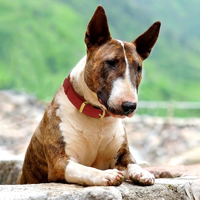 Leather Dog Collar - Heavy Duty Adjustable Soft Padded Pet Collars for Small Medium Large Dogs Breed - Black Green Brown Pink Red Blue (Red, S, 9"-12" Neck Fit)