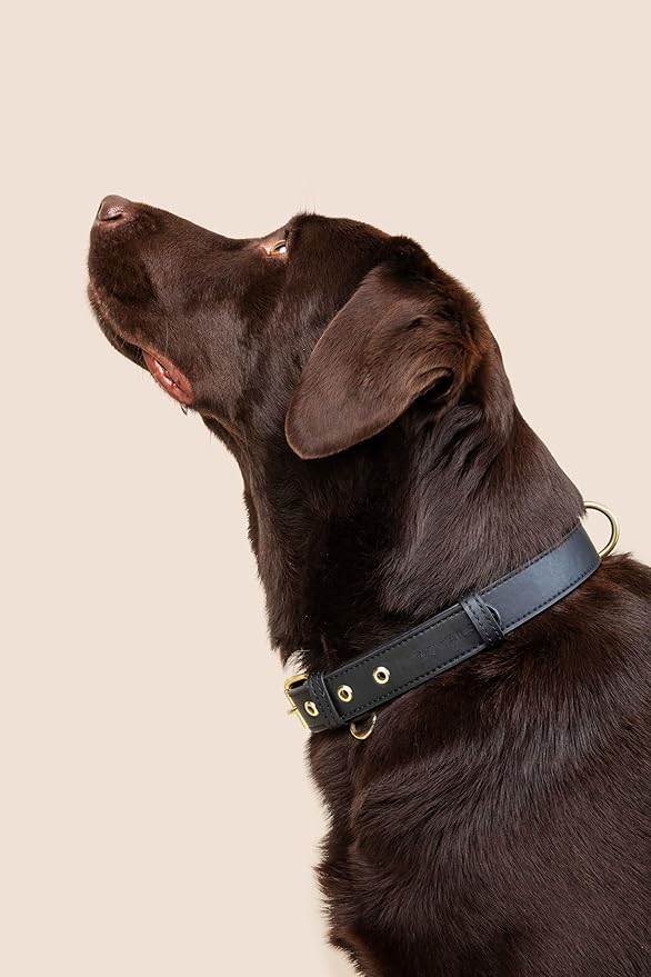 Two Tails Pet Company Cactus Vegan Leather Dog Collar, Adjustable Pet Collar with Gold Hardware and D Rings for Leash and ID Tag for Dogs and Puppies, Easy to Clean & Eco Friendly, Black, Size Large