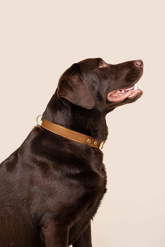 Two Tails Pet Company Cactus Vegan Leather Dog Collar, Adjustable Pet Collar With Gold Hardware and D Rings for Leash and ID Tag for Dogs and Puppies, Easy to Clean & Eco Friendly, Caramel, Size Large