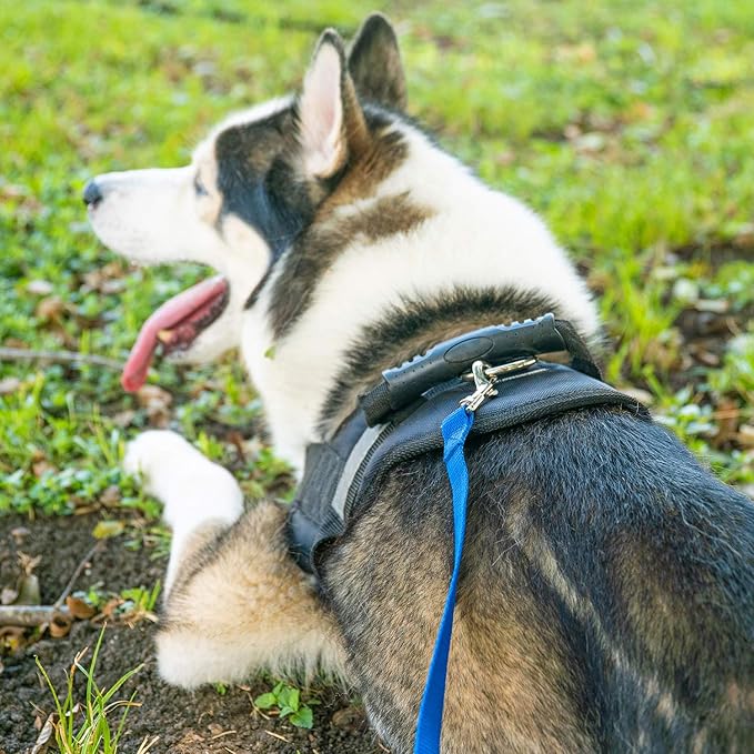 Hi Kiss Dog/Puppy Obedience Recall Training Agility Lead - 15ft 20ft 30ft 50ft 100ft Training Leash - Great for Training, Play, Camping, or Backyard (20 Feet, Red)