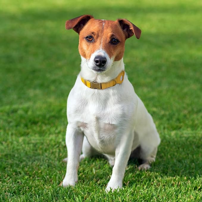 Reflective Leather Dog Collar with AirTag Holder - Soft Apple Airtag Dog Collar with Metal Buckle - Safety Cotton Pet Collars for Dogs Small Large Dogs Puppy (Yellow, S, 12"-15")