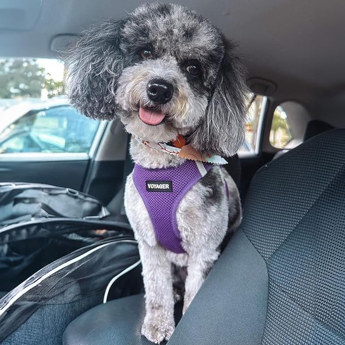 Best Pet Supplies Voyager Step-in Air Harness - All Weather Mesh, Reflective, No Pull Harness for Dogs, Cats - Secure with Hook & Loop Fastener, Buckle, Double D-Rings - Purple, L