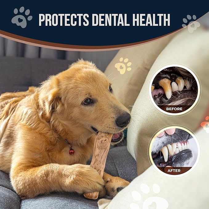 GOWGOW Coffee Wood Chew and Cotton Rope Toy for Dogs - 100% Natural, Organic Wood Stick for Chewers Teeth Cleaning, Training - Size M
