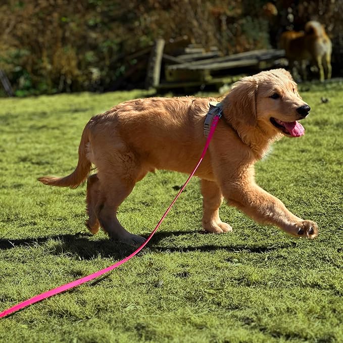 Dog Training Long Leash Waterproof Long Line Heavy Duty Outdoor Recall Lead 10ft 15ft 20ft 30ft 50ft for Small Medium Large Dog (Rose Pink, 50FT)
