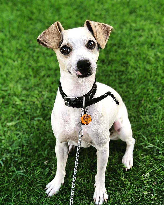 PetANTastic Silent Identification Waterproof Durable Silicone Dog Tags: Lightweight, Allergen-Free, Customizable Lime