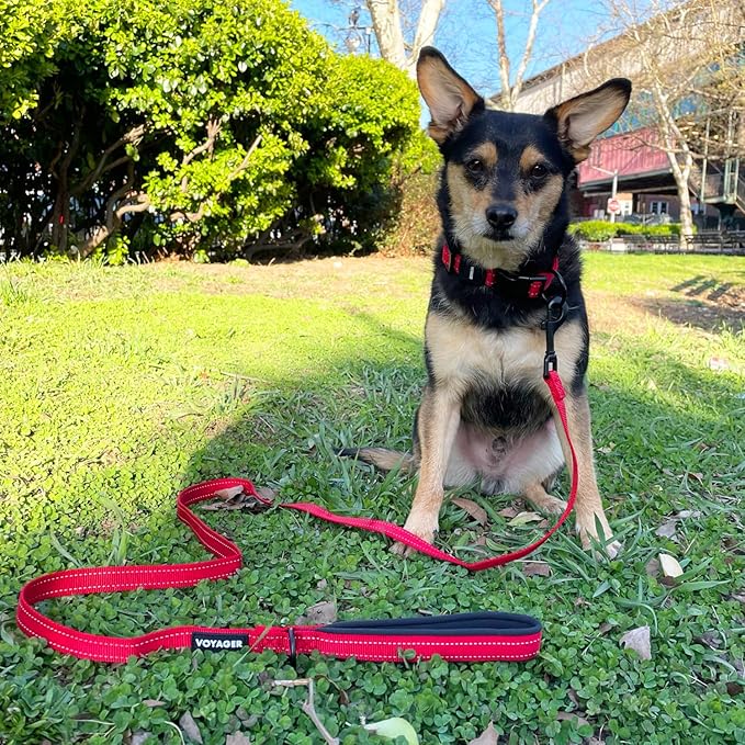 Best Pet Supplies Voyager Reflective Dog Leash or Collar with Neoprene Handle, for Small, Medium, and Large Breed Puppies, Cute and Heavy Duty for Walking, Running and Training - Red (Leash), M