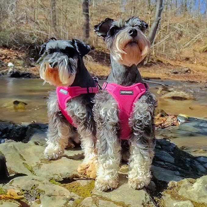 Best Pet Supplies Voyager Mesh Dog Breathable Harness Reflective Stitching, All Weather Adjustable for Walking Training, or Running - Heavy Duty & Durable, Harness (Fuchsia), M
