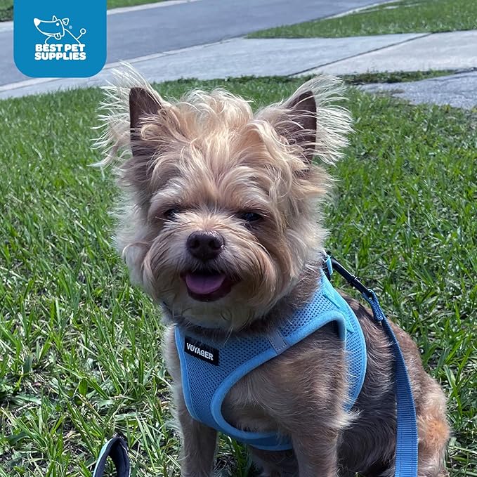 Best Pet Supplies Voyager Step-in Air Harness - All Weather Mesh, Reflective, No Pull Harness for Dogs, Cats - Secure with Hook & Loop Fastener, Buckle, Double D-Rings - Baby Blue, XL
