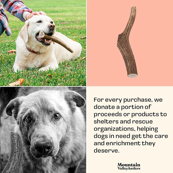Mountain Valley Elk Antlers for Dogs - 100% Natural & Organic Chew for Aggressive Chewers, No Odor, No Mess, Long Lasting - Wild-Foraged Naturally Shed Antlers in USA - Grade A, Whole Jumbo (1 Pack)