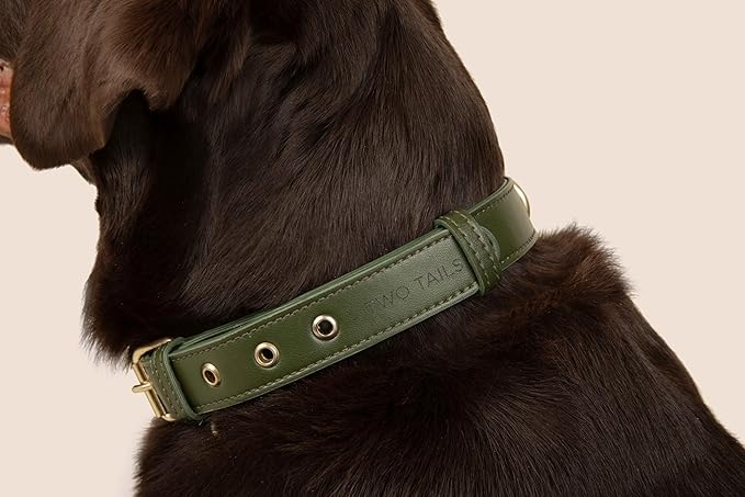 Two Tails Pet Company Cactus Vegan Leather Dog Collar, Adjustable Pet Collar with Gold Hardware and D Rings for Leash and ID Tag for Dogs and Puppies, Easy to Clean & Eco Friendly, Green, Size Medium