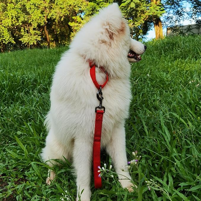 Premium 12 Inches Nylon Short Dog Leash with Heavy Duty Clip and Comfortable Padded Handle for Large Medium Breed Dogs Daily Use Jogging,Walking,Training etc... (12 Inches, Chili Pepper)