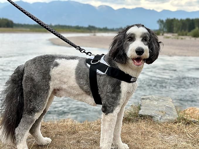 ShawnCo Essential Dog Harness, No-Pull Pet Vest with 3 Leash Clips, No Choke, Reflective, Adjustable and Padded, for Easy Walking and Training for Small, Medium and Large Dogs (Driftwood, M)