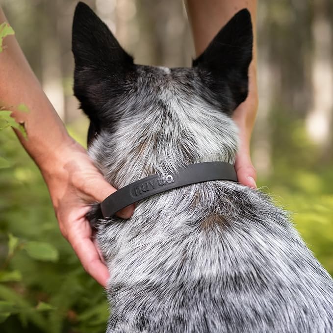Waterproof Dog Collar - Durable, Comfortable and Adjustable Outdoor Dog Collar with Wear Resistant Buckle and ID Tag Ring for Large Dogs by Nuvuq (Black, Large)