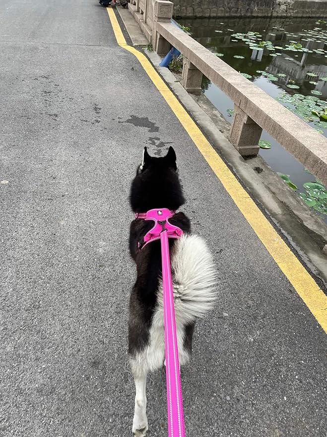 TRUE LOVE Reflective Dog Leash Puppy Walking Lead, Padded Pet Chain Rope，Length 110cm TLL2111(Fushcia,M)