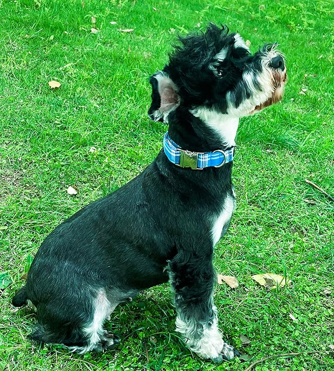Unique Style Paws Dog Collar with Metal Buckle - Blue Plaid Collar Gift for Small, Medium & Large Dogs
